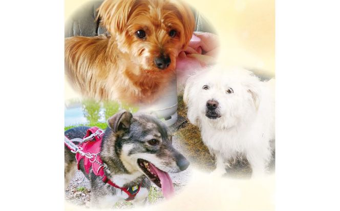 【犬猫等愛護活動、命を繋ぐ活動への応援】北見市犬猫愛護協議会グッズ ( いぬ ねこ 保護 地域猫 雑貨 文房具 セット 動物愛護 愛護 )【144-0005】