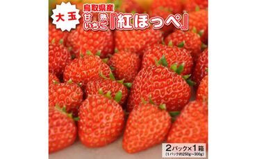 大玉甘熟いちご『紅ほっぺ』　※2024年12月下旬頃～2025年3月下旬頃に順次発送予定