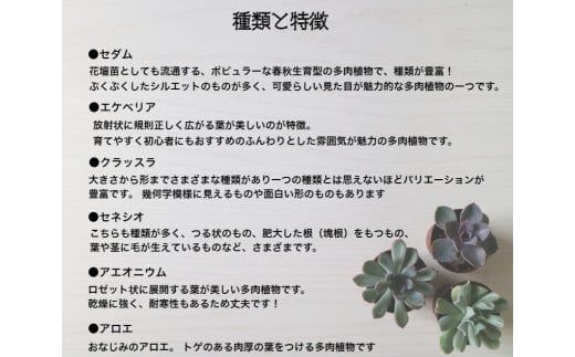 161.おまかせ多肉植物詰め合わせ（40種）(A161-1)