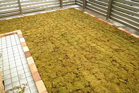 E-15 スナゴケで屋上緑化１㎡