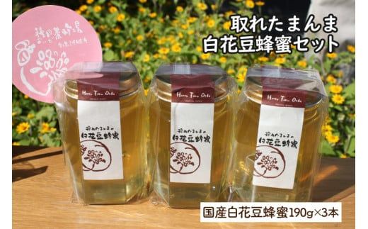 14営業日以内に発送》採れたまんまの白花豆蜂蜜 190g×3本セット ( 蜂蜜