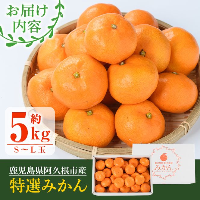 数量限定！鹿児島県産 特選みかん(計約5kg) 国産 鹿児島県産 阿久根市産柑橘 果物 くだもの フルーツ 蜜柑 ミカン デザート 旬 数量限定 期間限定 手詰め 手詰【三笠農業生産】akn051-09
