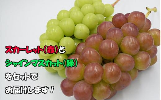 【2026年発送分】赤のスカーレット＆緑のシャインマスカットの食べ比べセット（各１房）　シャイン マスカット ぶどう ブドウ 葡萄 山梨 やまなし フルーツ 果物 新品種 スカーレット 赤ぶどう 食べ比べ セット