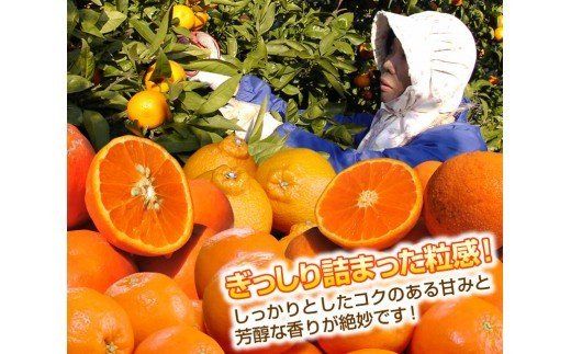 145.訳アリ 旬のかんきつ詰め合わせ 10kg(A145-4)