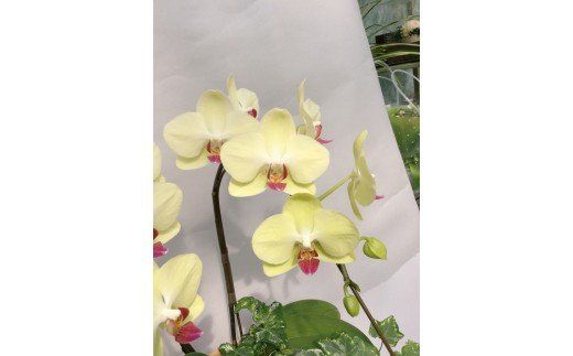 胡蝶蘭 黄色 ２本立１６輪以上 アイビー入り H042-011