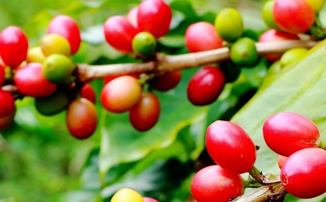 【焙煎工房ゆうばんた珈琲】ブレンドコーヒー（粉）3点セット