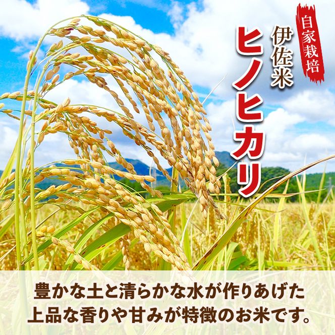 A0-31 猩々農園が作ったあまざけ(1.92kg・160g×12本)と伊佐のお米(2kg)セット！自社農園で麹から丁寧に手作りした甘酒と伊佐米ヒノヒカリ！ノンアルコール！【猩々農園】