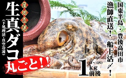 0C3-170 船上活締め！！生真ダコ 丸ごと（1～4匹）【下処理済】