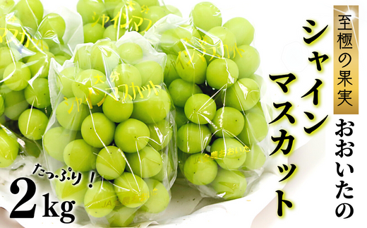  至極の果実 おおいたのシャインマスカット2kg