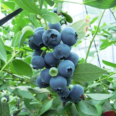 ちたフルーツビレッジ(美浜町)大粒ブルーベリー狩りペア入場券◇