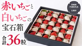 赤いちご と 白いちごの宝石箱 36粒 【令和6年12月から発送開始】（県内共通返礼品：石岡市産） いちご 苺 イチゴ 白いちご 白イチゴ 宝石箱 [BI420-NT]