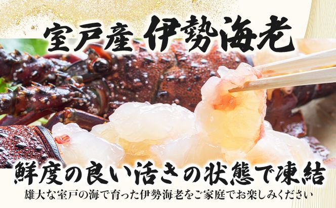 室戸産活冷伊勢海老【２～３尾】　tk009