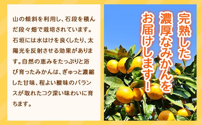 【ご家庭用訳アリ】紀州有田産 濃厚完熟温州みかん 約7.5kg 株式会社魚鶴商店《2024年11月下旬-2025年2月上旬頃出荷》 和歌山県 日高町 みかん 温州みかん 完熟 濃厚 柑橘 ご家庭用---wsh_utshum_l112_23_13000_7500g---