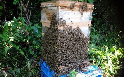 日本蜜蜂はちみつセット B（はちみつ（大） 160g × 2本）