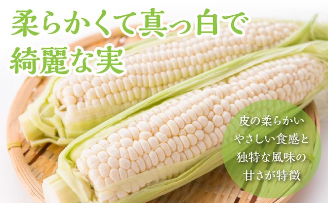 ＜26年発送先行予約＞富士山の大地から待望の白いとうもろこし！フルーツではなくもはやスイーツ☆純白富士恵味6～8本 白い恵味 FAH007