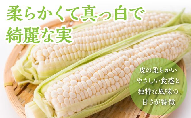 ＜25年発送先行予約＞富士山の大地から待望の白いとうもろこし！フルーツではなくもはやスイーツ☆純白富士恵味6～8本 白い恵味 FAH007