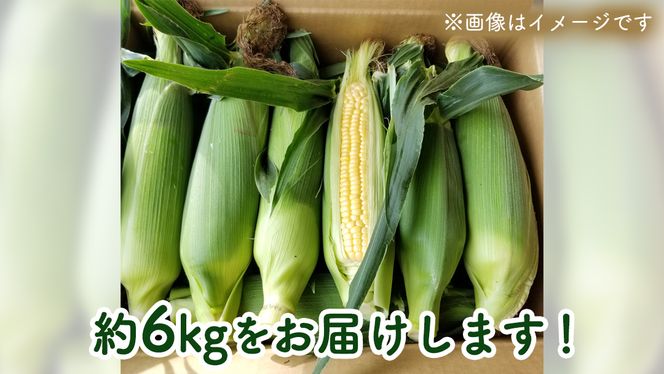 【先行予約】 朝採り とうもろこし （ ゴールドラッシュ ） 約 6kg 《 6月下旬 以降発送 》 トウモロコシ スイートコーン コーン 野菜 産地直送 期間限定 極甘 [AX019ya]