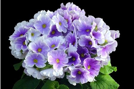 【先行受付1月7日より発送 数量・期間限定】プリムラ オブコニカ タッチミー 5号鉢×3鉢 3色おまかせセット 【鉢花 ふるさと納税 プリムラ】(H069114)