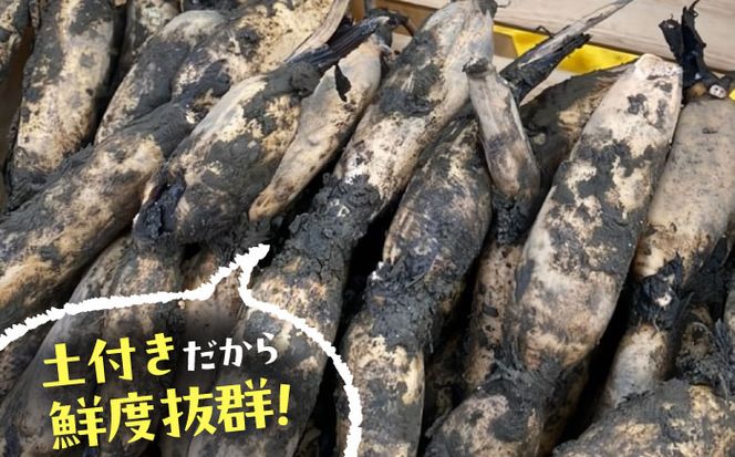 【先行予約】＼毎年9月より順次発送／＼TVでも紹介された！！/ 産地直送！朝採れ土付き鍬掘りレンコン 2kg 野菜 れんこん 蓮根 愛西市 / レンコン兄弟 [AECL001]