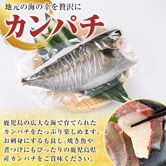 鮮度抜群！鹿児島県産カンパチ(片身分・4～4.5kg) 国産 刺身 鹿児島産 魚貝 魚介 海産物 刺身 かんぱち カンパチ 焼き魚 煮つけ【さるがく水産】a-40-11