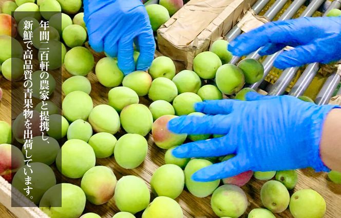 ［2026年6月上旬出荷］青梅 南高梅 3kg 秀品 LまたはMサイズ 和歌山県産 A品 梅酒作り用 梅ジュース作り用 AX94