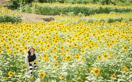 Amazon.co.jp: 夏装飾 ひまわりガーランド L180cm / 向日葵