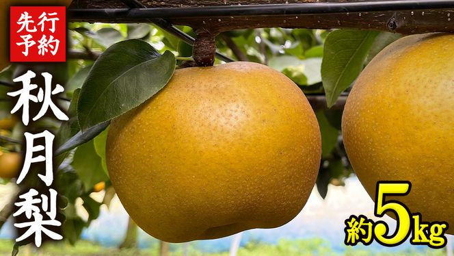 《 先行予約 》 茨城県産 梨 秋月 （ 約5kg ） 【 2026年 9月上旬頃より発送開始 】 あきづき アキヅキ フルーツ 果物 なし ナシ 旬 新鮮 旬 期間限定 国産 [CK003us]