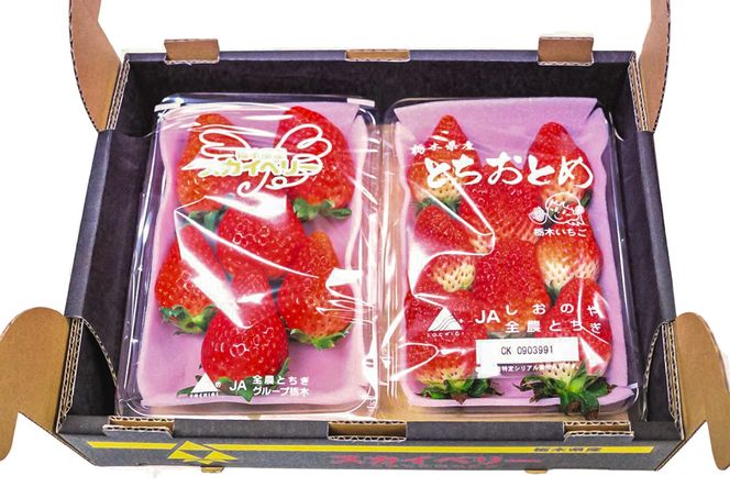 [先行予約・じゅわっと溢れだす] スカイベリー＆とちおとめ食べ比べセット600g (12月中旬より順次発送予定)｜いちご 苺 フルーツ 果物 産地直送 [0421]