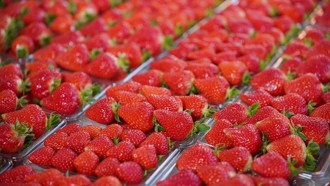 （予約受付中）【いちご定期便】（1月2月3月お届け）まるで赤いサファイア!!丹精込めた完熟いちご!! 約450g×3回 H130-013