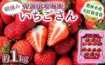 《先行予約・数量限定》佐賀県人気NO1「いちごさん」約1kg（235g×4p）