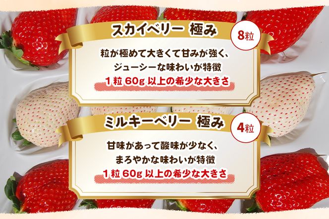 [数量限定] スカイベリー 極み×ミルキーベリー 極み 12粒《1月初旬～2月初旬に順次発送》｜いちご イチゴ 苺 フルーツ スカイベリー ミルキーベリー 果物 産地直送 栃木県産 [0575]