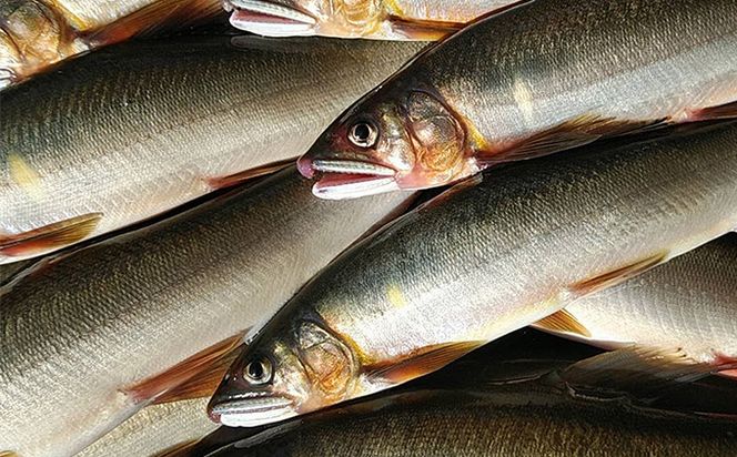 仁淀川の天然鮎（８匹～15匹）★冷凍