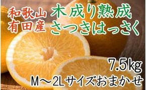 こだわりの和歌山有田産木成り熟成さつき八朔7.5Kg(M～２Lサイズおまかせ) ★2025年4月より順次発送    BZ039