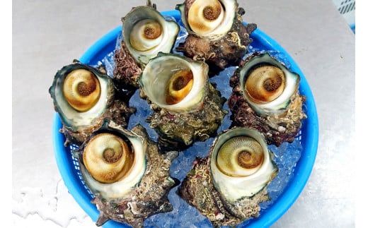 【サザエ 兵庫県香住産 新鮮 天然 活サザエ 1kg（7～10個）冷蔵】※発送目安：入金確認後、順次発送 香住で水揚げされた新鮮なサザエをお届けします。つぼ焼き、炊き込みご飯（サザエ飯）、酒の肴などに