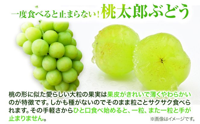 岡山県産桃太郎ぶどう（1房680g以上）1房入り　令和7年産先行受付《9月上旬‐10月中旬頃出荷》【配送不可地域あり】---H-26a---