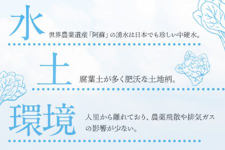 南阿蘇オーガニック 旬の野菜セット10種類以上詰め合わせ《30日以内に出荷予定(土日祝除く)》熊本県 南阿蘇村 野菜 カブ ビーツ サニーレタス クレソン ブロッコリー 水前寺菜 ほうれん草２種 チンゲン菜 春菊 スイスチャード---sms_cmoyasai_30d_r7_15000_10i---