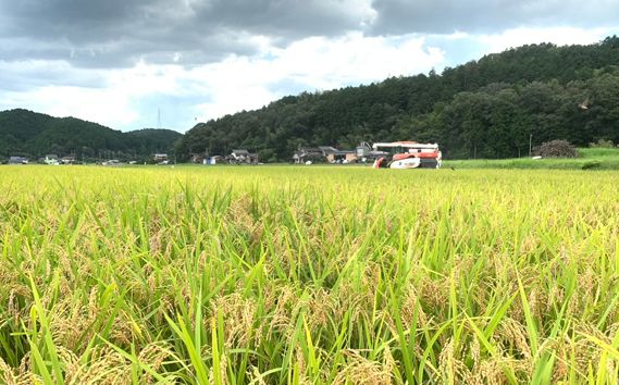 山県市産 にじのきらめき 5kg（5kg×1袋）（白米） [No.795]