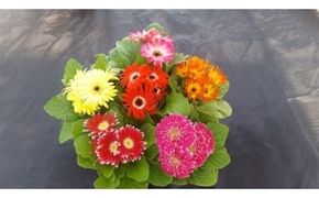 ミニガーベラナカノセレクション3号(9cm)ポット6個(ビビット系ミックス)