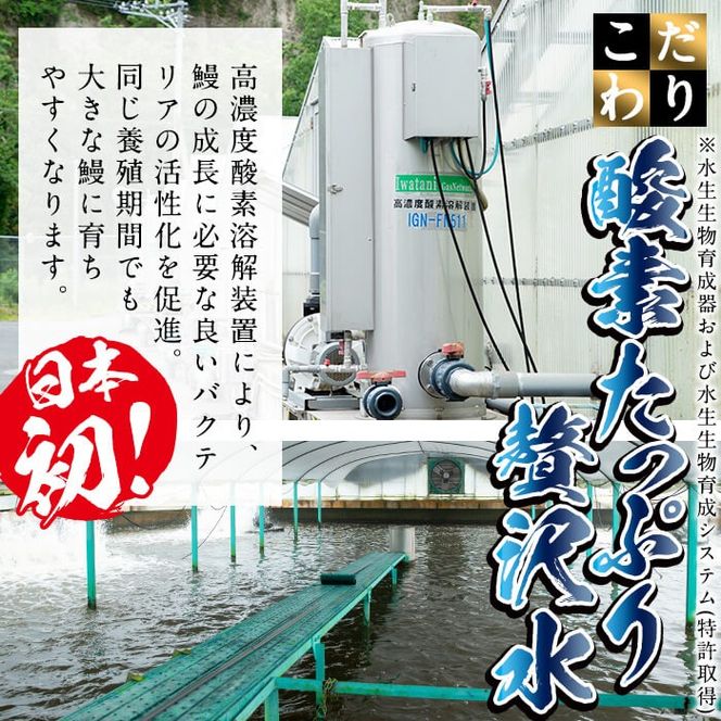 日ノ本一の鰻の蒲焼き＜特大＞1尾(約235g以上) a3-172