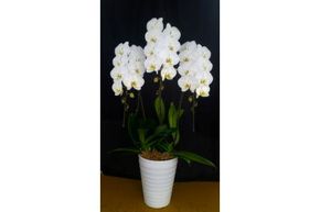 CB061気品高く咲き誇り続ける　島原の”蘭”3本立8号鉢36輪 