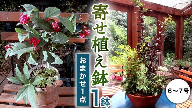 確実園 オリジナル 】 寄せ植え DX （おまかせ1点