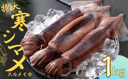 今が旬!朝どれ寒シマメ特大サイズ(350-400g)丸ごと3杯セット 1kg〜1.2kg