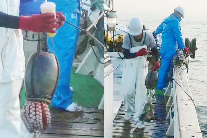 DF083 【お手軽 お刺身用】長崎県産 特大地だこ カット　約1kg 