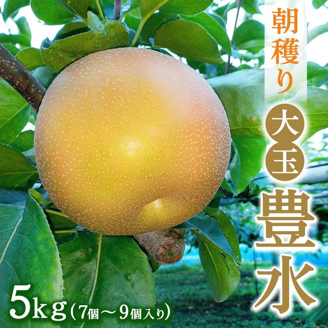 大玉【豊水】5kg　7個～9個入り【8月31日受付終了】 ※2026年9月～発送
