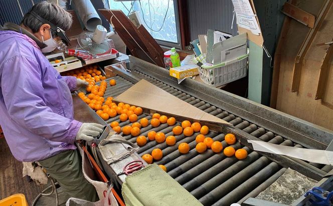 年内発送 完熟早生 有田みかん 特秀 S または SS サイズ 5kg 和歌山 南泰園 みかん BS631