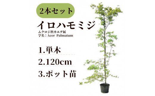 イロハモミジ（伊呂波紅葉）苗木 単木 樹高1.2m前後 2本セット