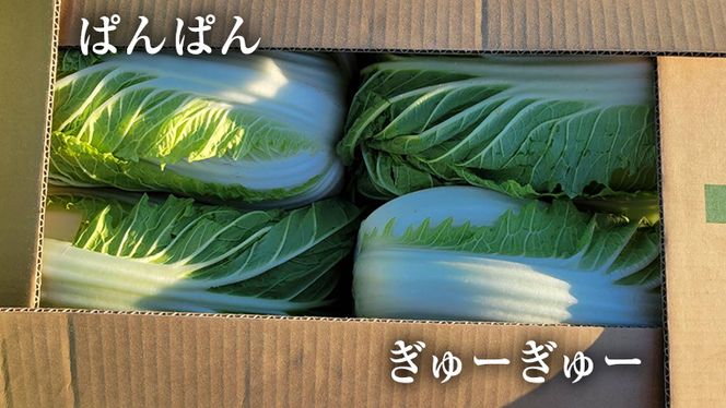 【11月中旬より発送】 茨城県 八千代町産 白菜 はくさい 1箱 （ 4玉 ） 10kg 以上 生産量 日本一 農家直送 期間限定 ハクサイ 鍋 冬野菜 野菜 やさい 旬 ふるさと納税 6000円 八千代町 茨城 [AV009ya]
