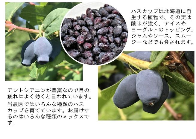 2024年産】新鮮ハスカップ冷凍5kg送料込み