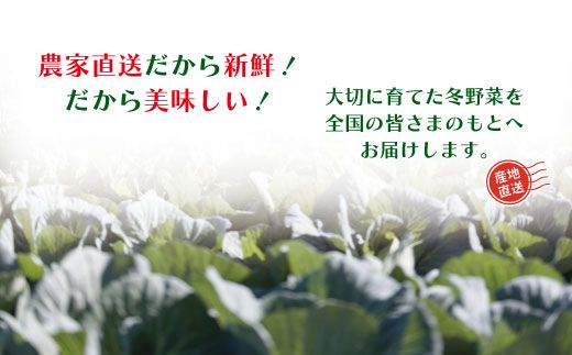 【 2回定期便 早期受付 数量限定 】 とれたて 新鮮 農家直送 アグリユウベの冬野菜セット (小) 国産 野菜セット 野菜便 やさい 野菜 冬野菜 産地直送 国産 高知県 四万十市 四万十 しまんと 定期便 【配送月：2026年1月・2月】25-398
