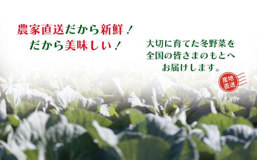 24-398．【2回定期便・早期受付・数量限定】＼とれたて新鮮／農家直送！アグリユウベの冬野菜セット（小）【配送月：2025年1月・2月】